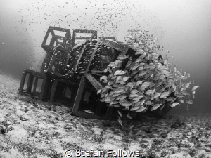 Resistance is futile ... Russell's Snapper - Lutjanus rus... by Stefan Follows 